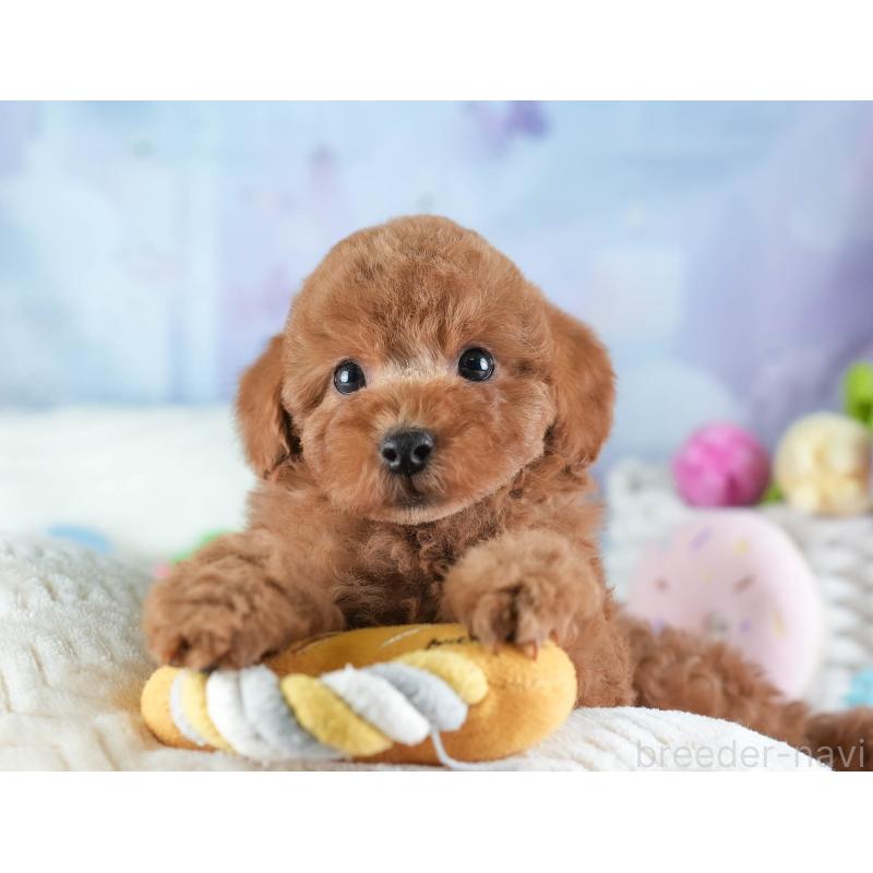 販売中の埼玉県のトイプードル-442328の9枚目