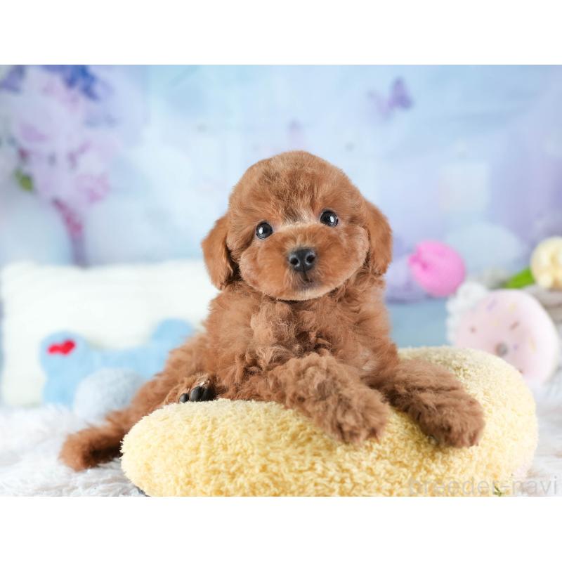 販売中の埼玉県のトイプードル-442328の8枚目