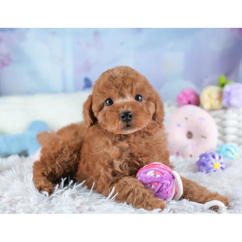 販売中の埼玉県のトイプードル-442328の7枚目