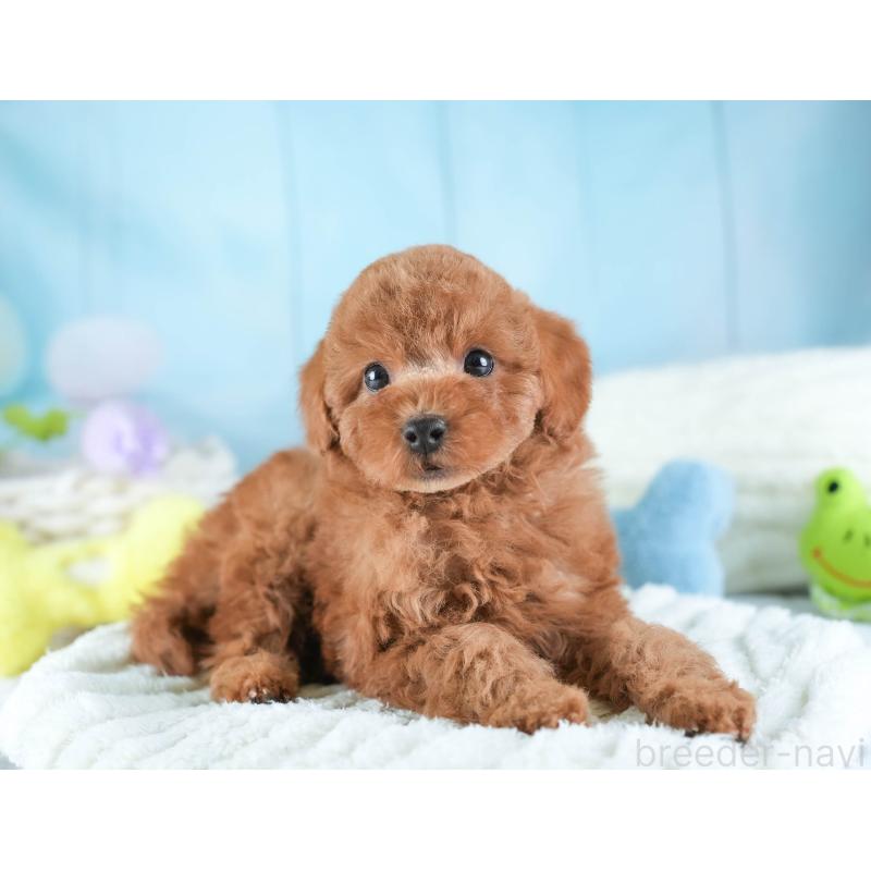 販売中の埼玉県のトイプードル-442328の6枚目