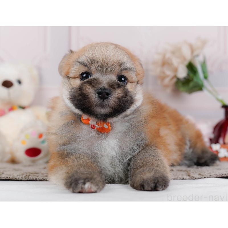 販売中の神奈川県のポメマル:ポメラニアン×マルチーズ-442035の9枚目