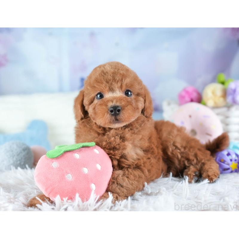 販売中の埼玉県のトイプードル-442328の5枚目