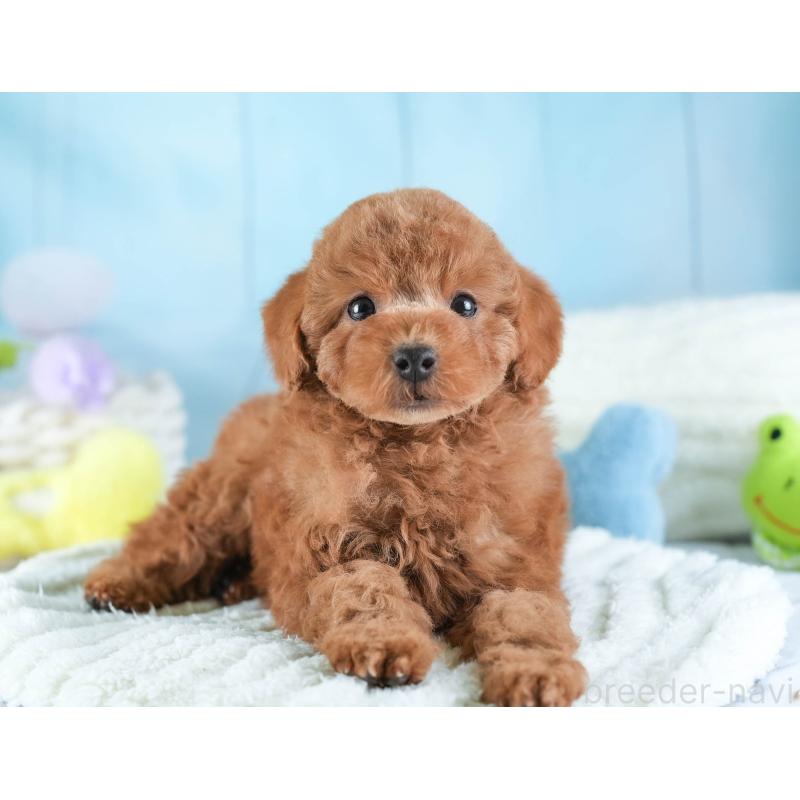 販売中の埼玉県のトイプードル-442328の4枚目