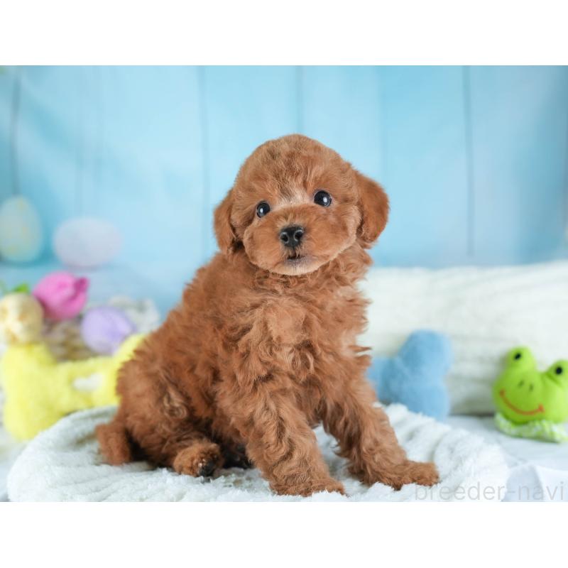 販売中の埼玉県のトイプードル-442328の3枚目