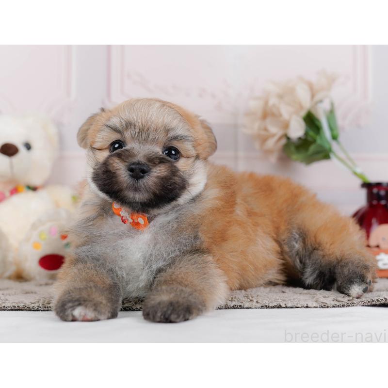 販売中の神奈川県のポメマル:ポメラニアン×マルチーズ-442035の8枚目