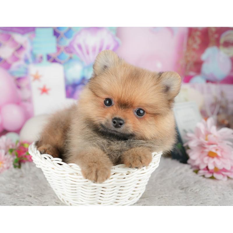 販売中の千葉県のポメラニアン-441963の8枚目