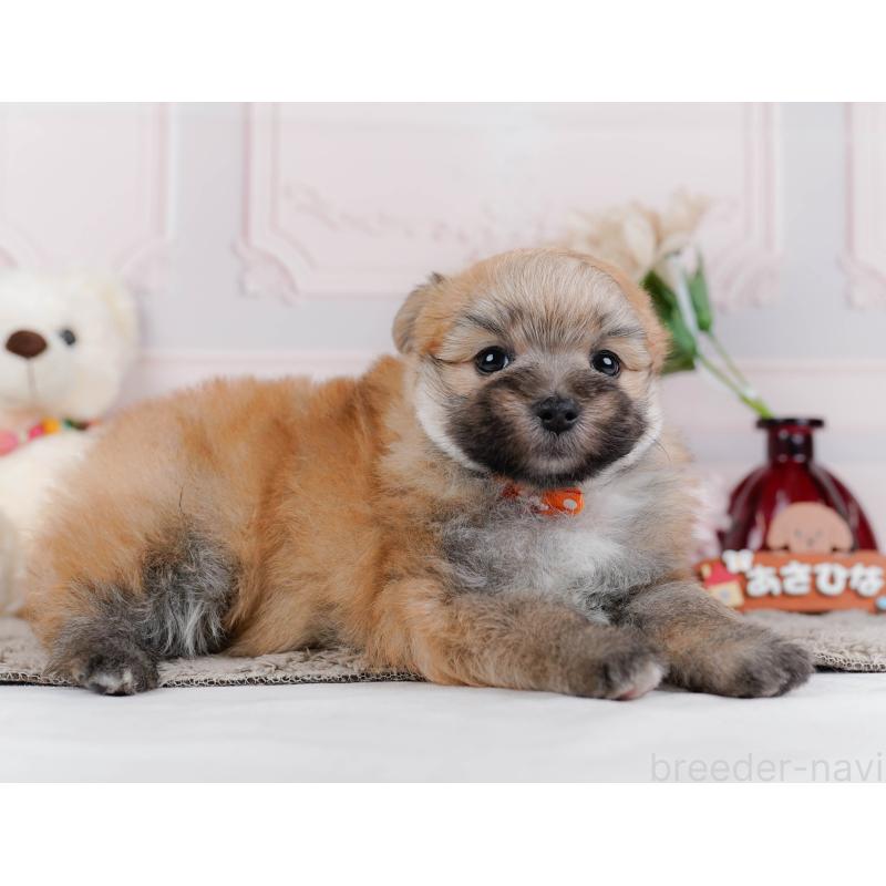 販売中の神奈川県のポメマル:ポメラニアン×マルチーズ-442035の7枚目