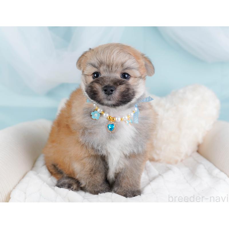 販売中の神奈川県のポメマル:ポメラニアン×マルチーズ-442035の6枚目