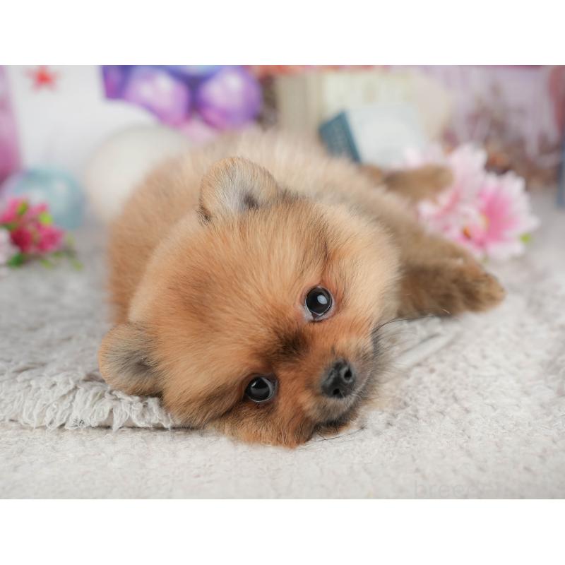 販売中の千葉県のポメラニアン-441963の5枚目