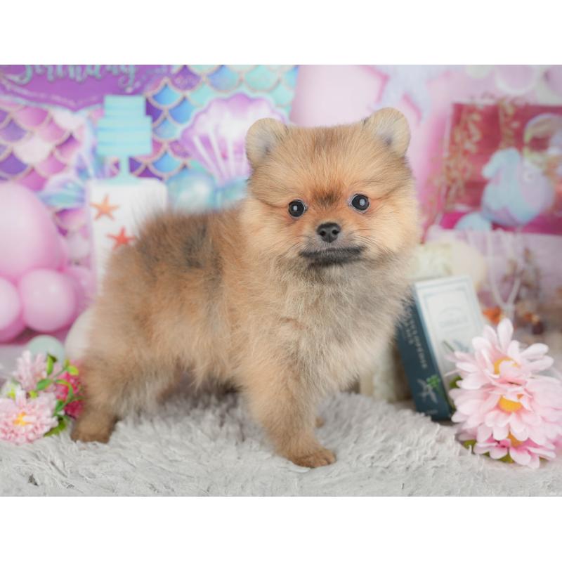 販売中の千葉県のポメラニアン-441963の3枚目