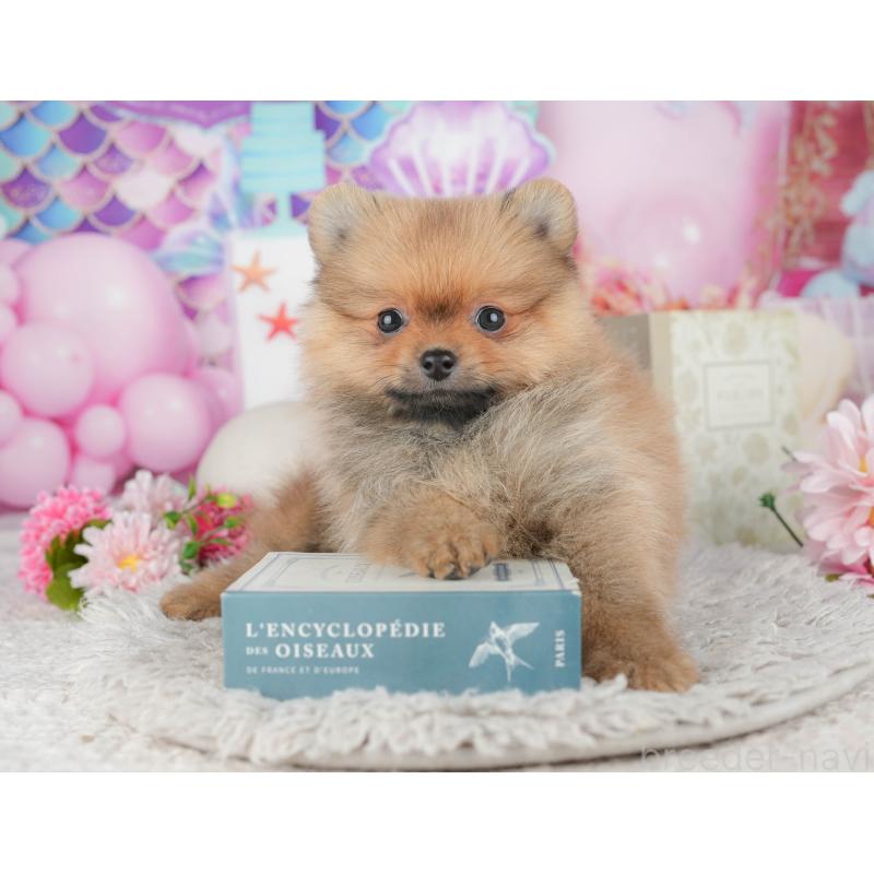 販売中の千葉県のポメラニアン-441963の2枚目