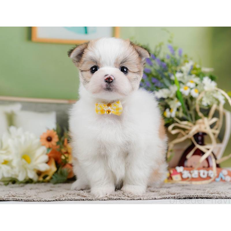 販売中の神奈川県のポメマル:ポメラニアン×マルチーズ-442036の13枚目