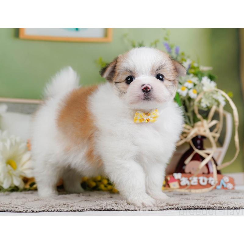 販売中の神奈川県のポメマル:ポメラニアン×マルチーズ-442036の12枚目