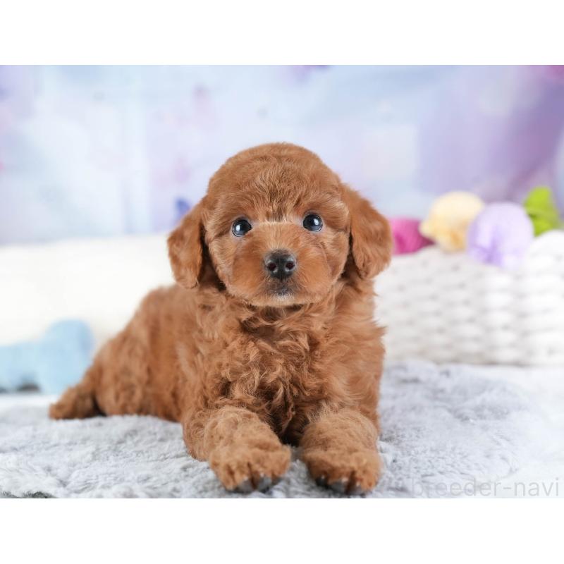 販売中の埼玉県のトイプードル-442327の10枚目