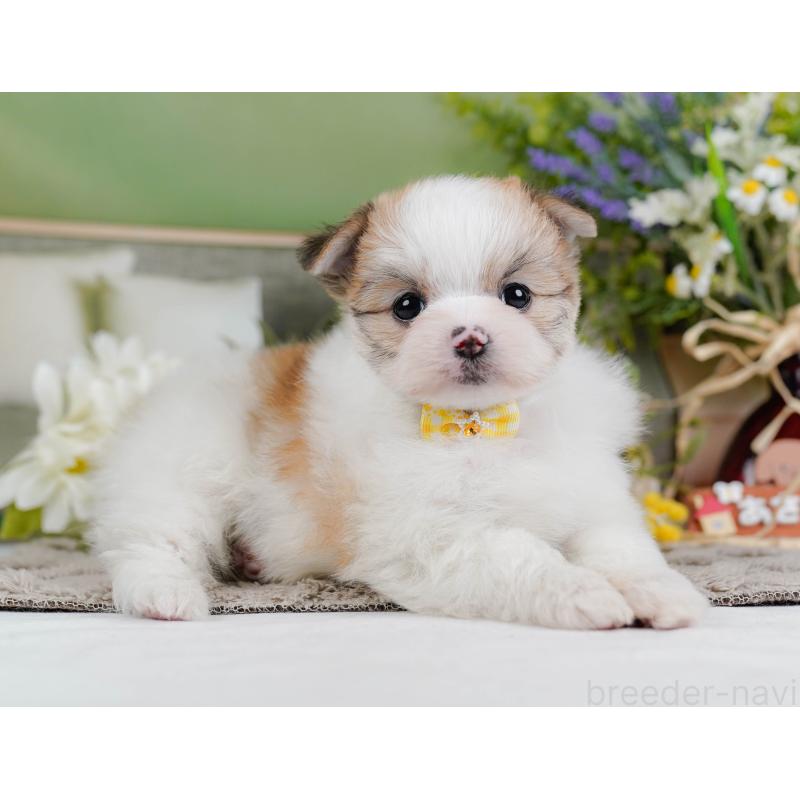 販売中の神奈川県のポメマル:ポメラニアン×マルチーズ-442036の11枚目