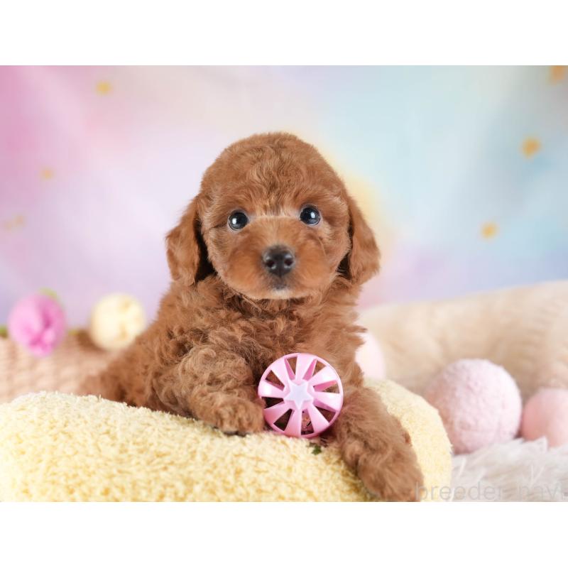 販売中の埼玉県のトイプードル-442327の9枚目