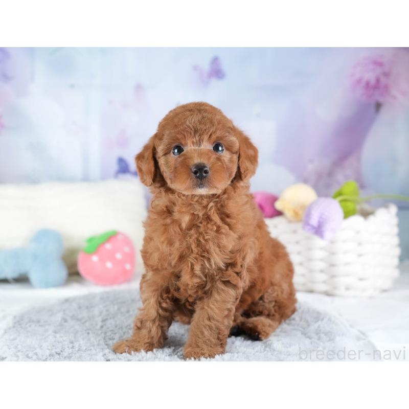 販売中の埼玉県のトイプードル-442327の8枚目