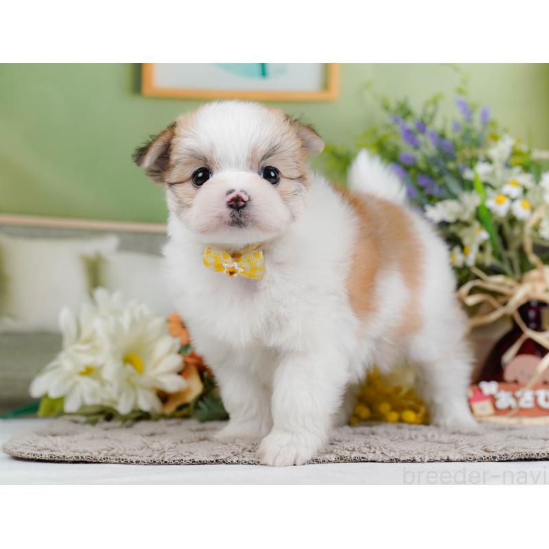 販売中の神奈川県のポメマル:ポメラニアン×マルチーズ-442036の10枚目