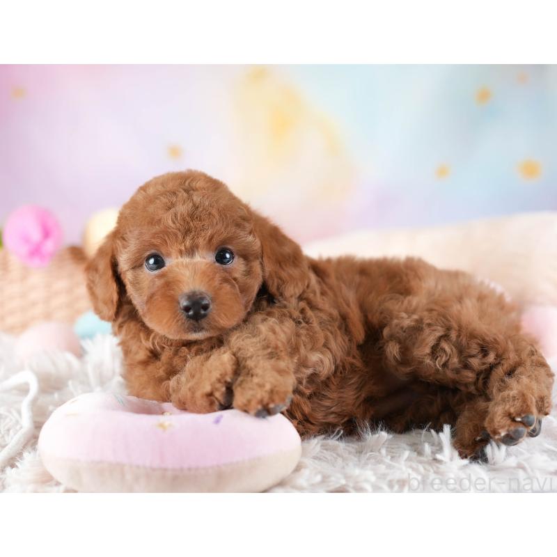 販売中の埼玉県のトイプードル-442327の7枚目