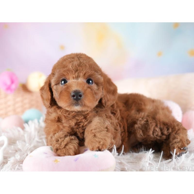 販売中の埼玉県のトイプードル-442327の6枚目