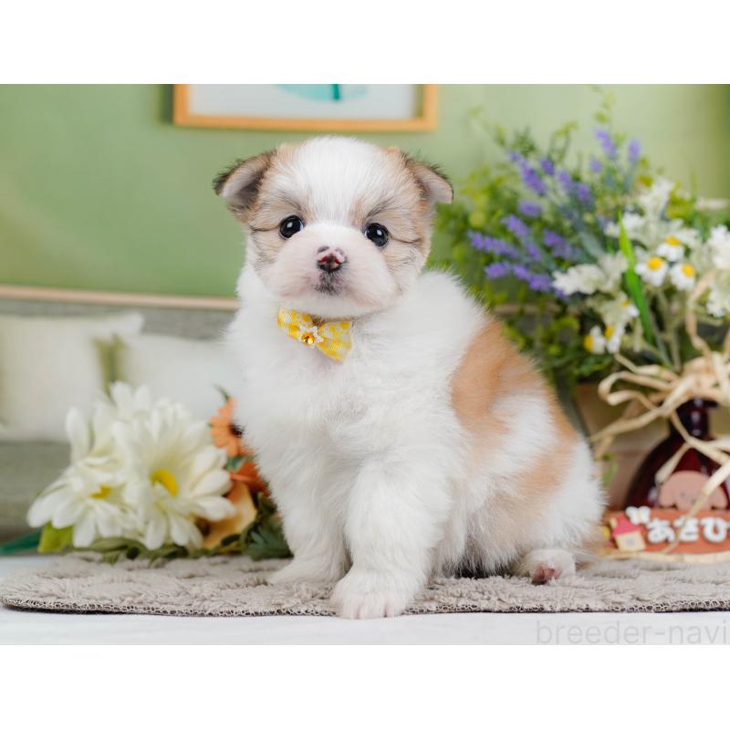 販売中の神奈川県のポメマル:ポメラニアン×マルチーズ-442036の9枚目