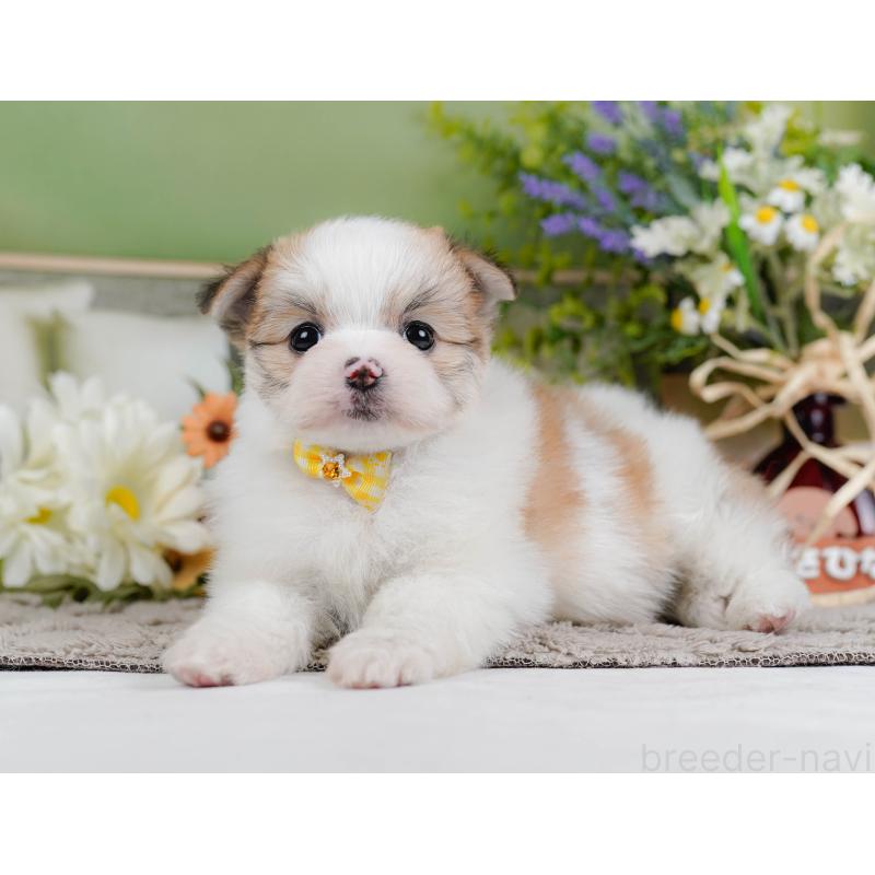 販売中の神奈川県のポメマル:ポメラニアン×マルチーズ-442036の8枚目