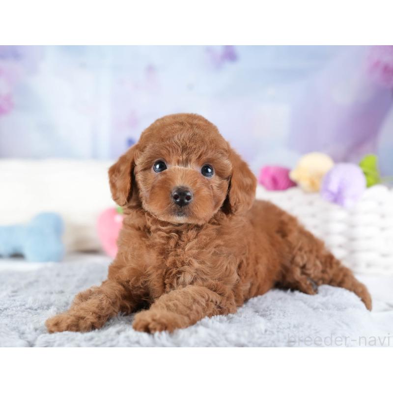 販売中の埼玉県のトイプードル-442327の5枚目