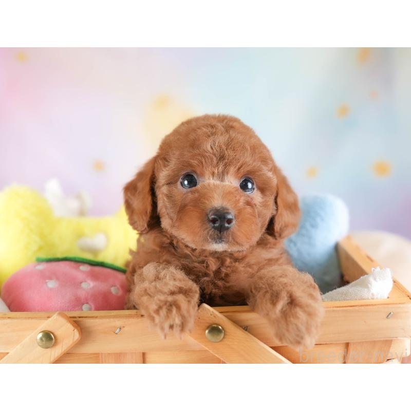 販売中の埼玉県のトイプードル-442327の4枚目