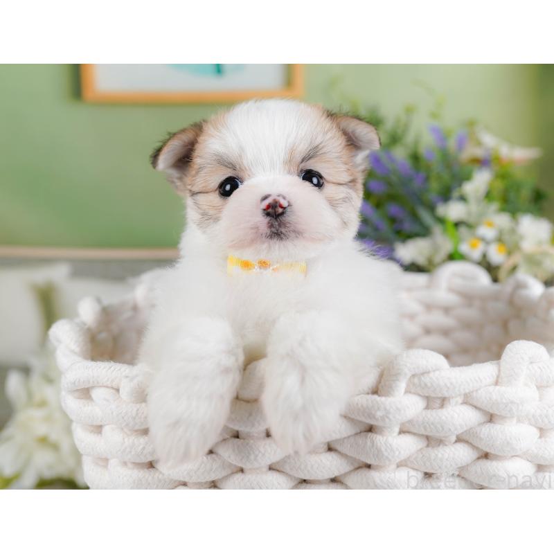 販売中の神奈川県のポメマル:ポメラニアン×マルチーズ-442036の7枚目