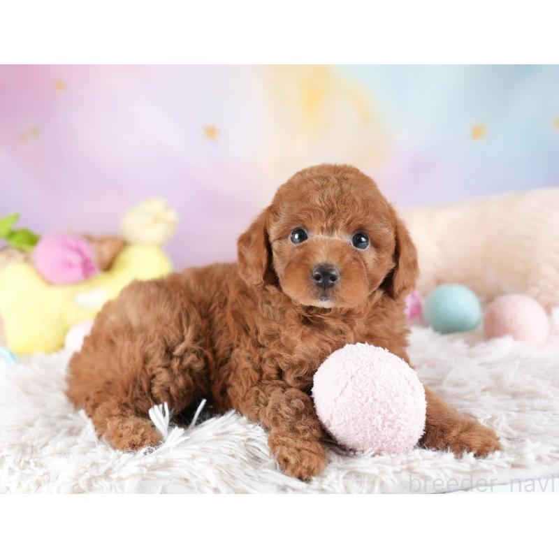 販売中の埼玉県のトイプードル-442327の3枚目