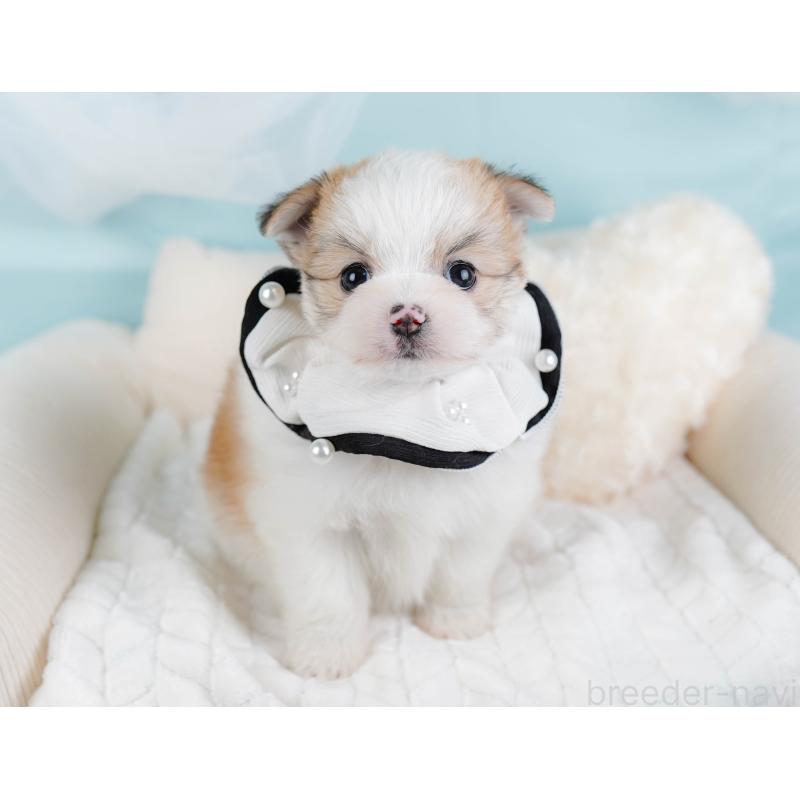 販売中の神奈川県のポメマル:ポメラニアン×マルチーズ-442036の6枚目