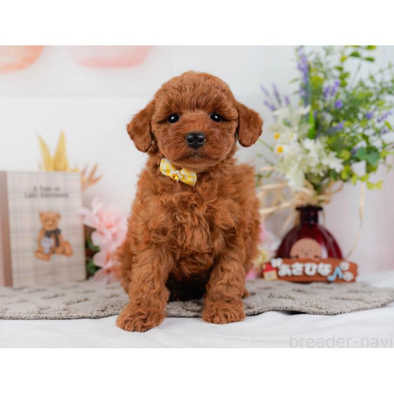 販売中の神奈川県のトイプードル-442027の13枚目