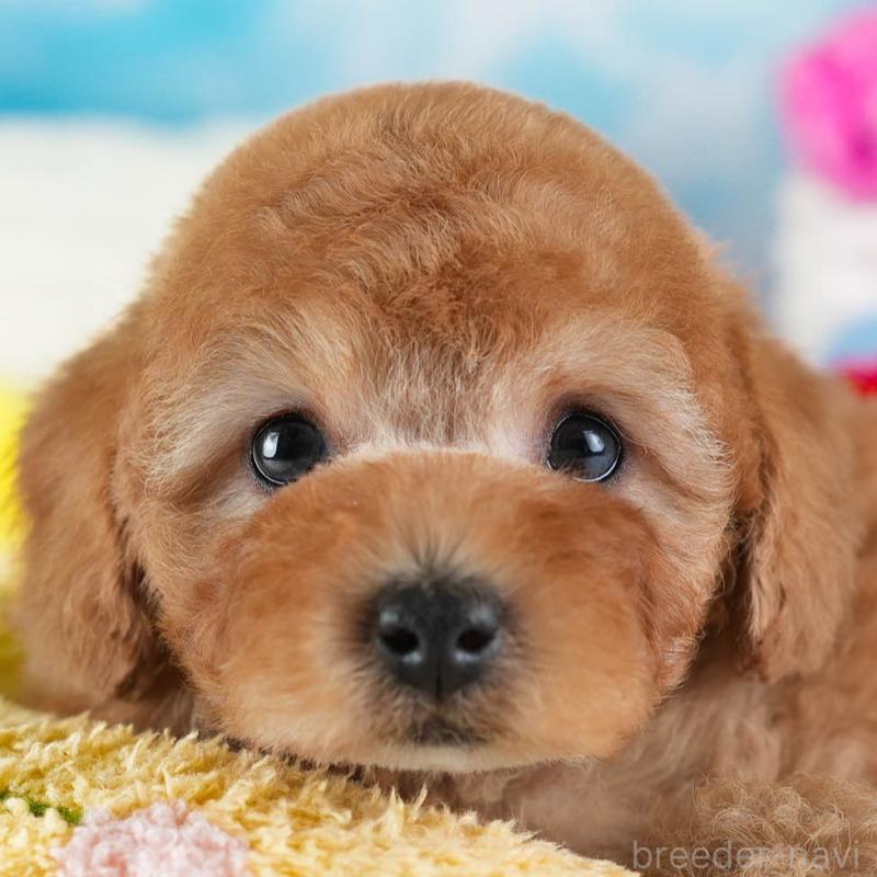 販売中の埼玉県のトイプードル-442326