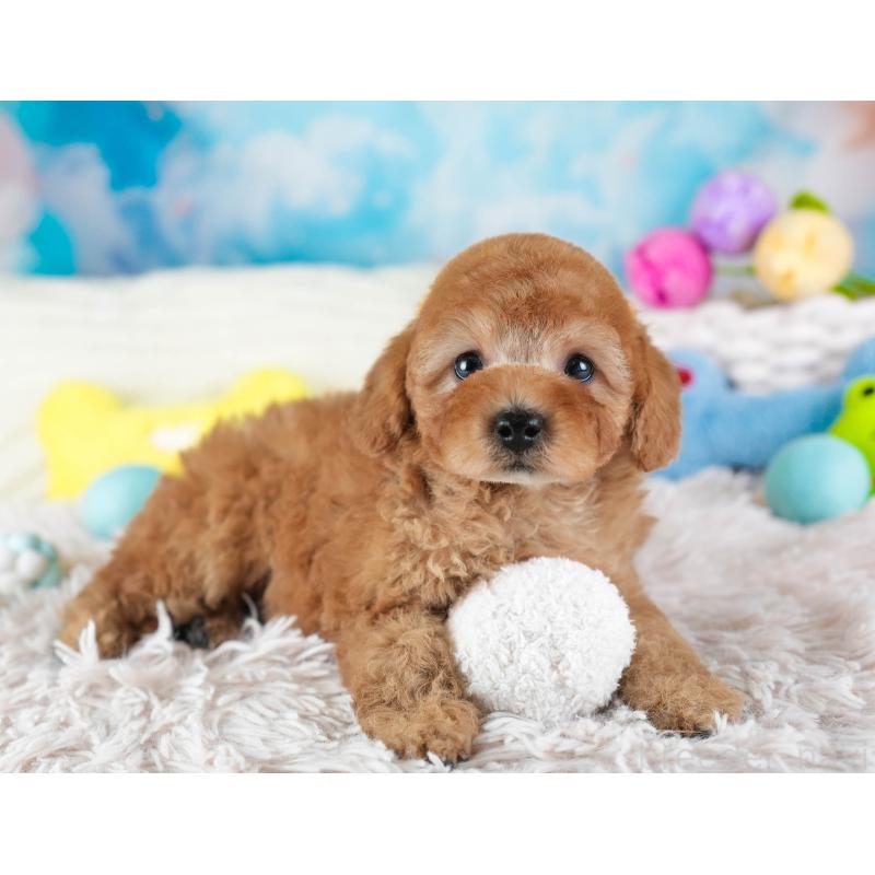 販売中の埼玉県のトイプードル-442326の11枚目