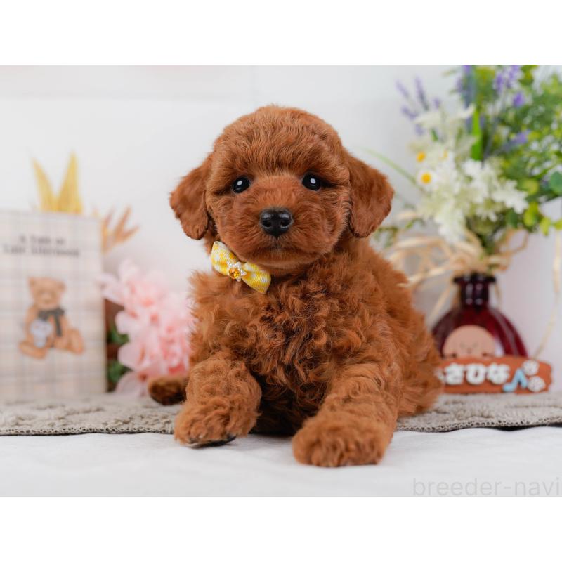 販売中の神奈川県のトイプードル-442027の12枚目