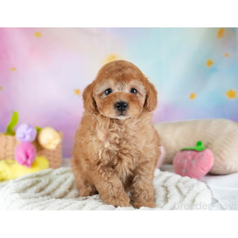 販売中の埼玉県のトイプードル-442326の10枚目