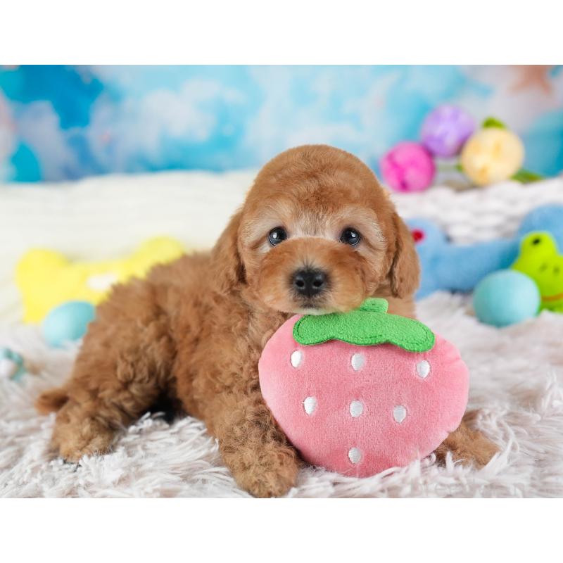 販売中の埼玉県のトイプードル-442326の9枚目