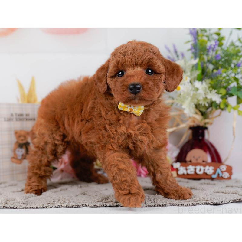 販売中の神奈川県のトイプードル-442027の11枚目