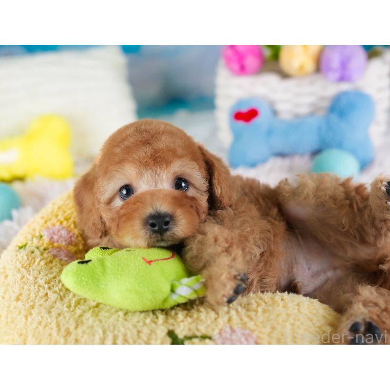 販売中の埼玉県のトイプードル-442326の8枚目