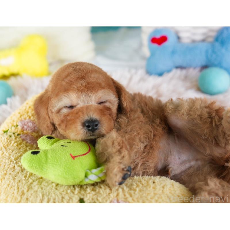 販売中の埼玉県のトイプードル-442326の7枚目