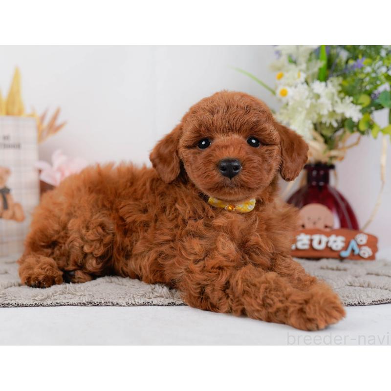 販売中の神奈川県のトイプードル-442027の10枚目