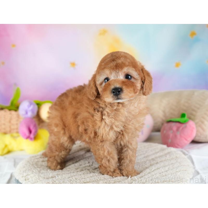 販売中の埼玉県のトイプードル-442326の6枚目