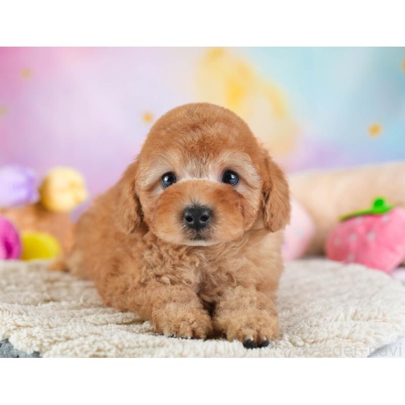 販売中の埼玉県のトイプードル-442326の5枚目