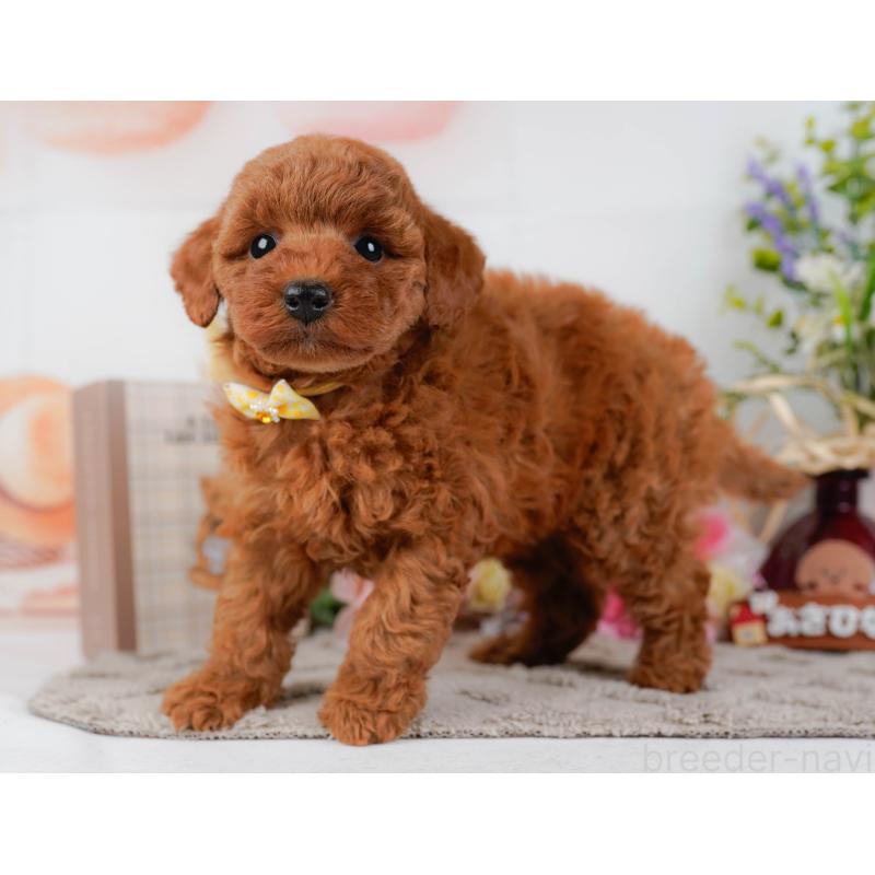 販売中の神奈川県のトイプードル-442027の9枚目