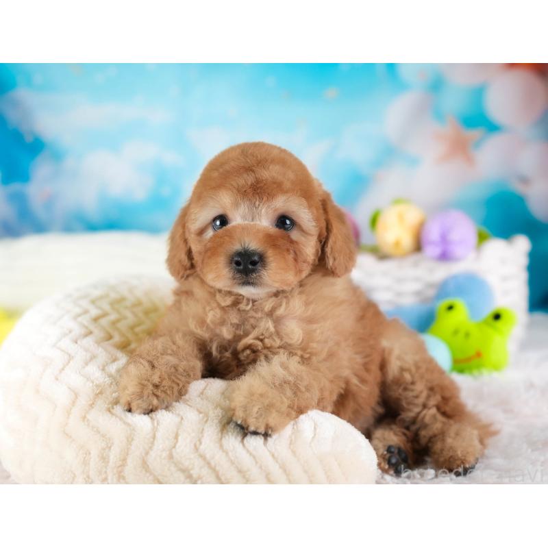 販売中の埼玉県のトイプードル-442326の4枚目