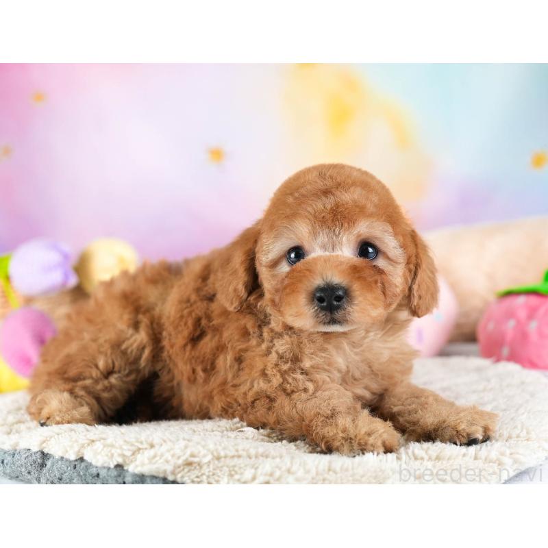 販売中の埼玉県のトイプードル-442326の3枚目