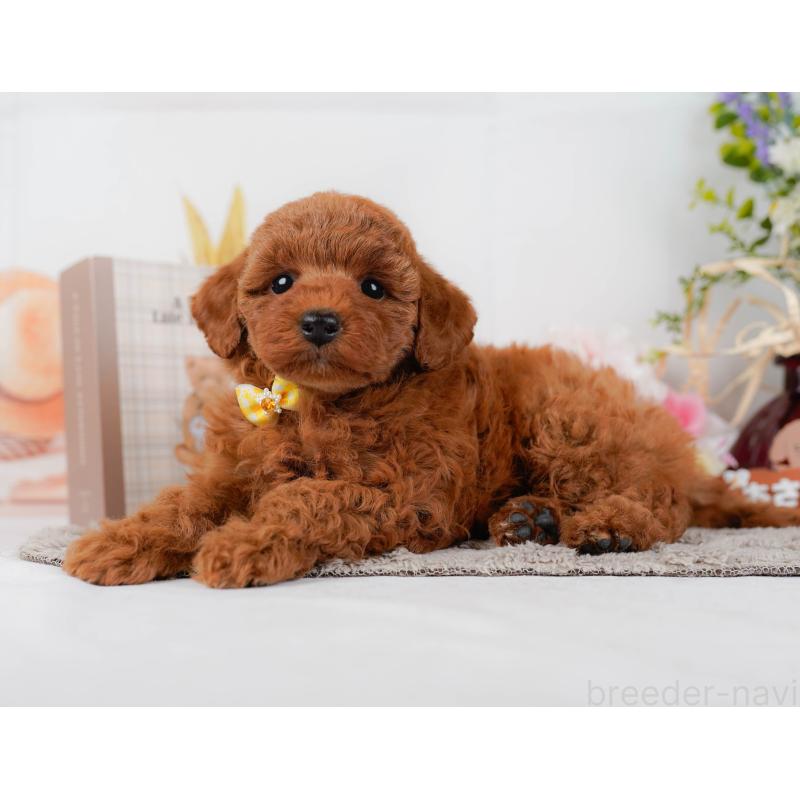 販売中の神奈川県のトイプードル-442027の8枚目