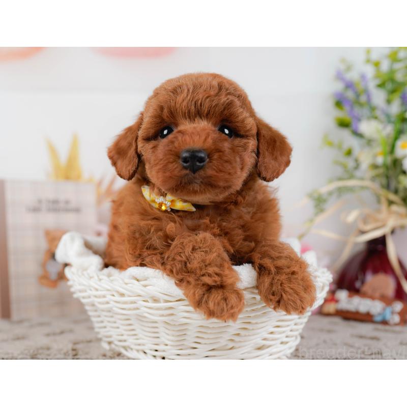 販売中の神奈川県のトイプードル-442027の7枚目