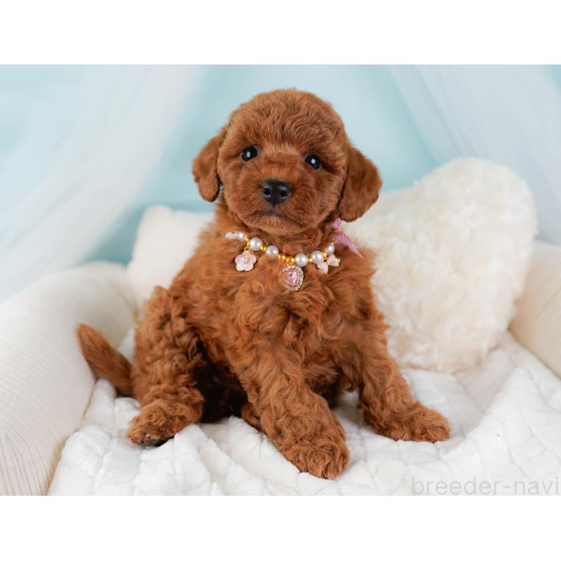 販売中の神奈川県のトイプードル-442027の6枚目