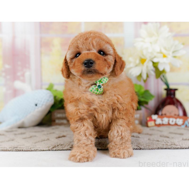 販売中の神奈川県のトイプードル-442032の13枚目